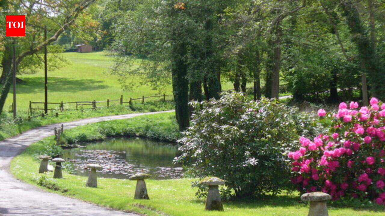 Ireland planted ornamental rhododendrons in the 1700s to beautify country estates, but more than 200 years later, scientists say they are smothering ancient oak forests and preventing native trees from regenerating