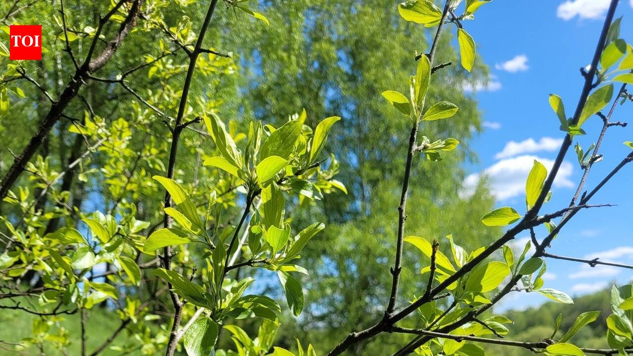 In the early 1800s, North America planted European buckthorn as an ornamental hedge and windbreak, but scientists now say cutting it down isn't enough; native wildflowers must be planted immediately to stop it from returning