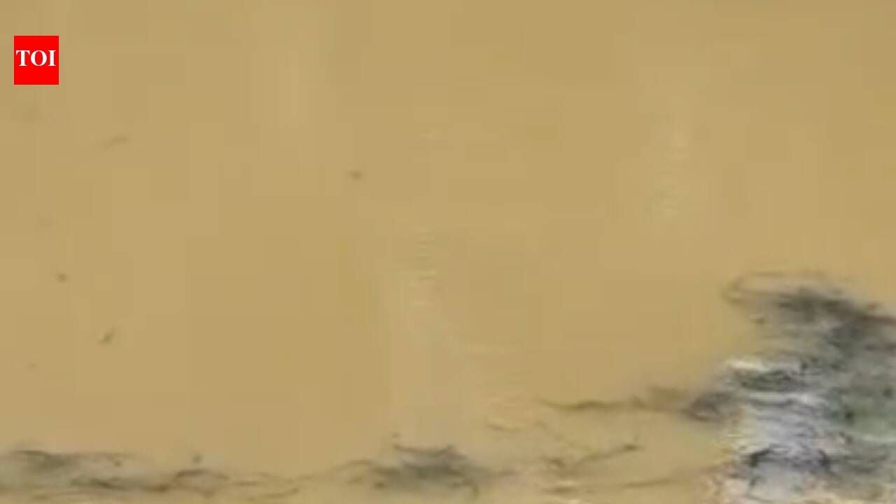 Wild elephant trapped in Kodagu pond for 2 days