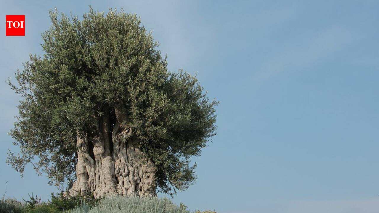 This 500-year-old Spanish olive tree survived centuries of wars, droughts and changing empires, only to be lifted by cranes after a storm felled a homeowner's pine tree and replanted as the centrepiece of a private mountain chalet's garden