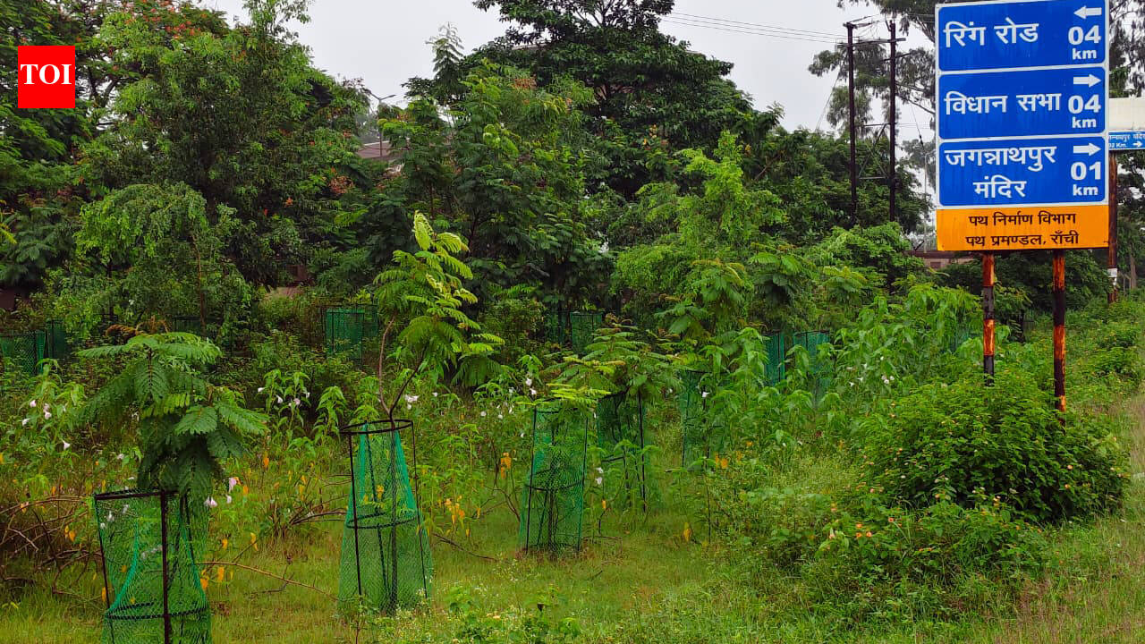 RMC records 92% sapling survival rate under NCAP drive
