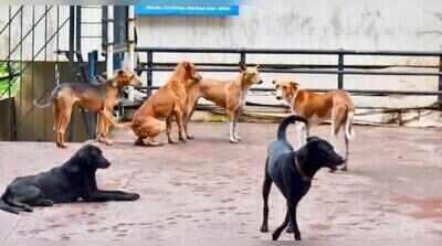 Team from Nepal flies to help sterilise strays in Hubballi-Dharwad