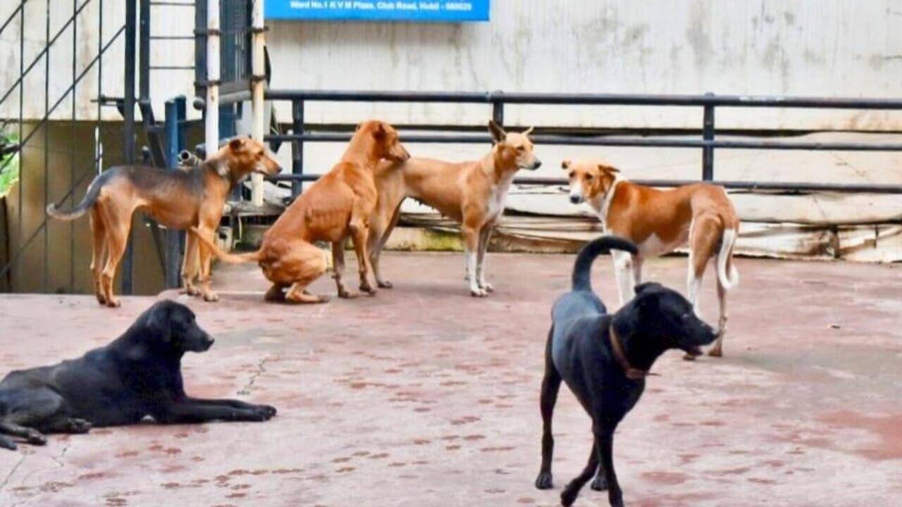 Team from Nepal flies to help sterilise strays in Hubballi-Dharwad