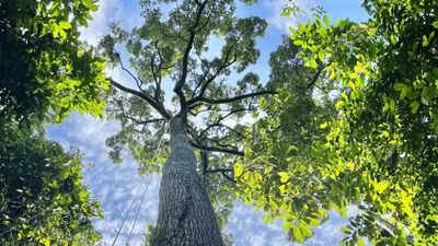 Towering trees more than 200 feet tall may not be as vulnerable to drought as scientists thought, new study reveals how Southeast Asia’s dipterocarps efficiently move water