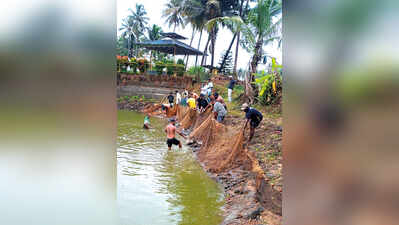 As alien fish rise, Goa's native waters fall silent