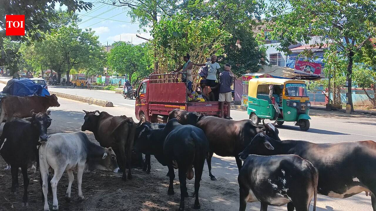 Only 11% of domestic cattle microchipped in city