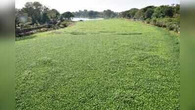 NGO removes water hyacinth from Vaigai without nod, officials stop work