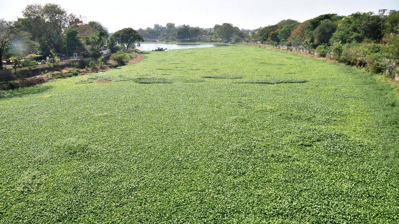 NGO removes water hyacinth from Vaigai without nod, officials stop work