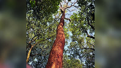 Tamil Nadu Proposes Easing Rosewood Tree Felling Rules, Conservationists Alarmed