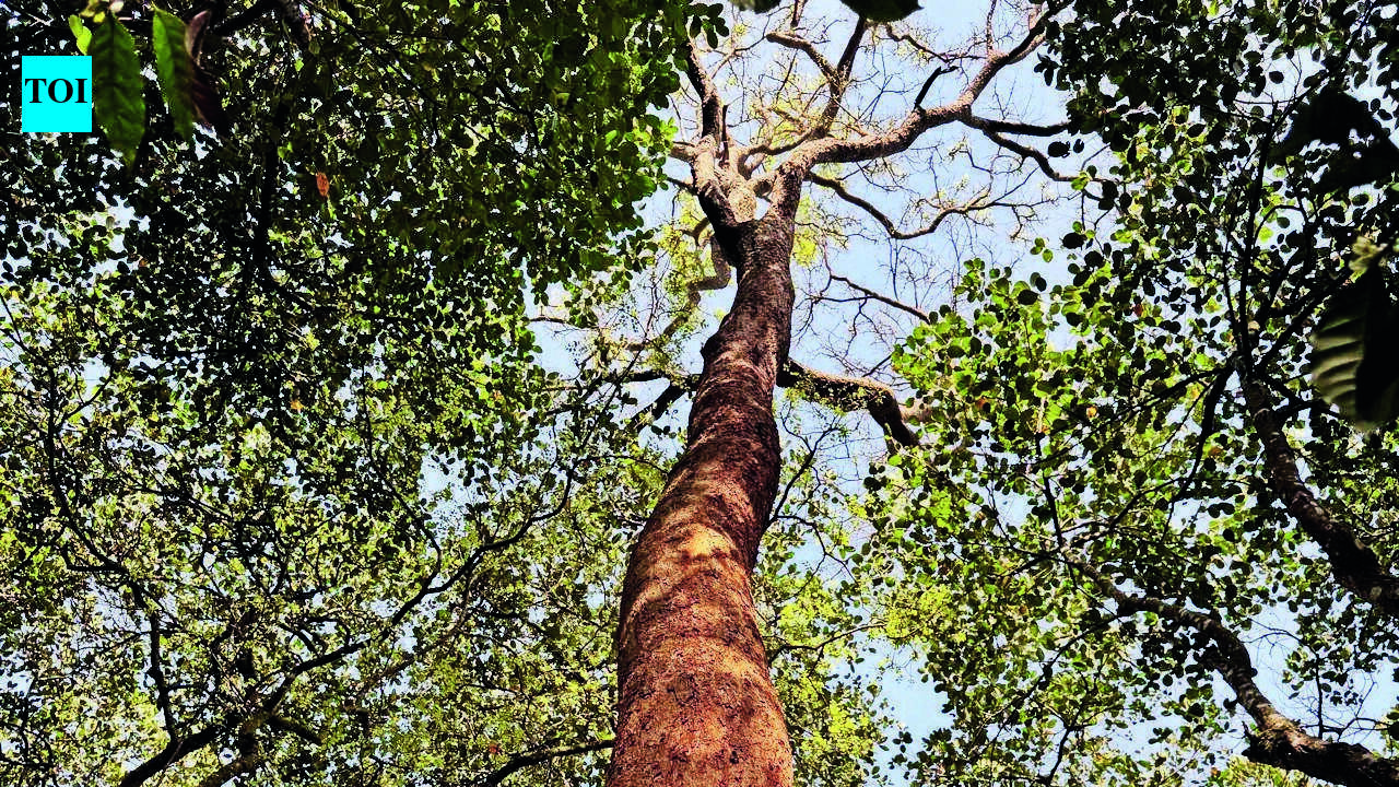 Tamil Nadu Proposes Easing Rosewood Tree Felling Rules, Conservationists Alarmed