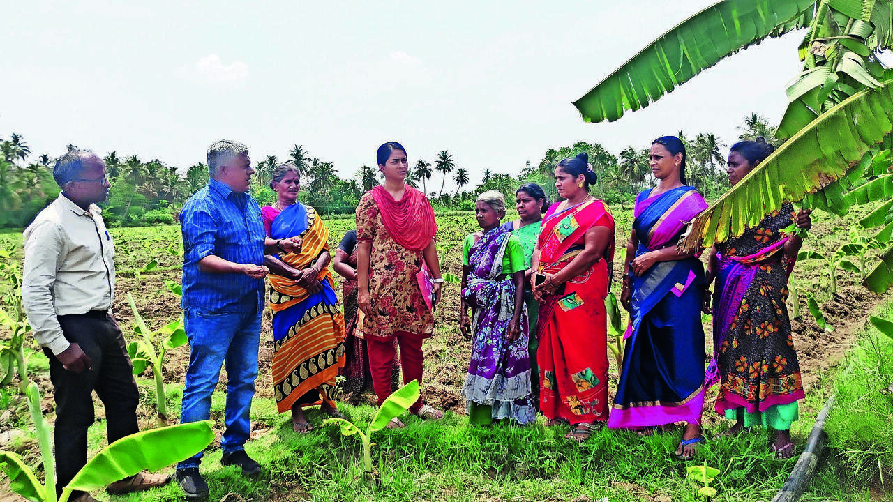 Mettur Dam Delay Forces Trichy Banana Farmers to Cut Acreage