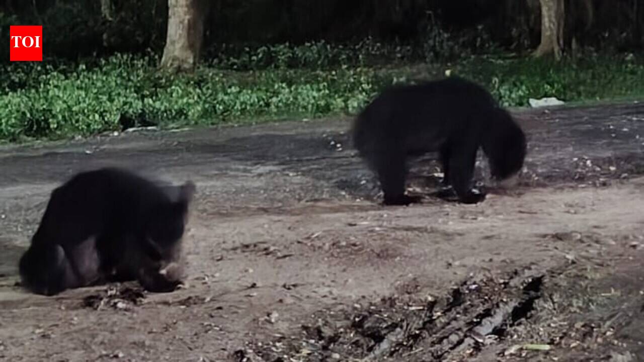 Wild bears stray into Valmikinagar colony, residents spend sleepless night