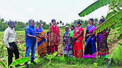Drought-hit banana farmers cut crop area