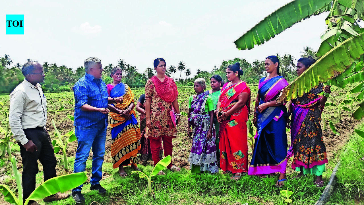 Drought-hit banana farmers cut crop area