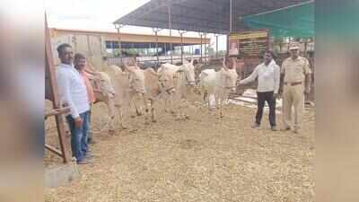 Latur cops secure release of 5 bulls after gaushala allegedly ignores court orders
