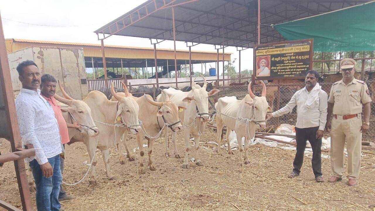 Latur cops secure release of 5 bulls after gaushala allegedly ignores court orders