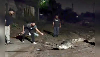 9-foot crocodile rescued at Vasna-Bhayli Road