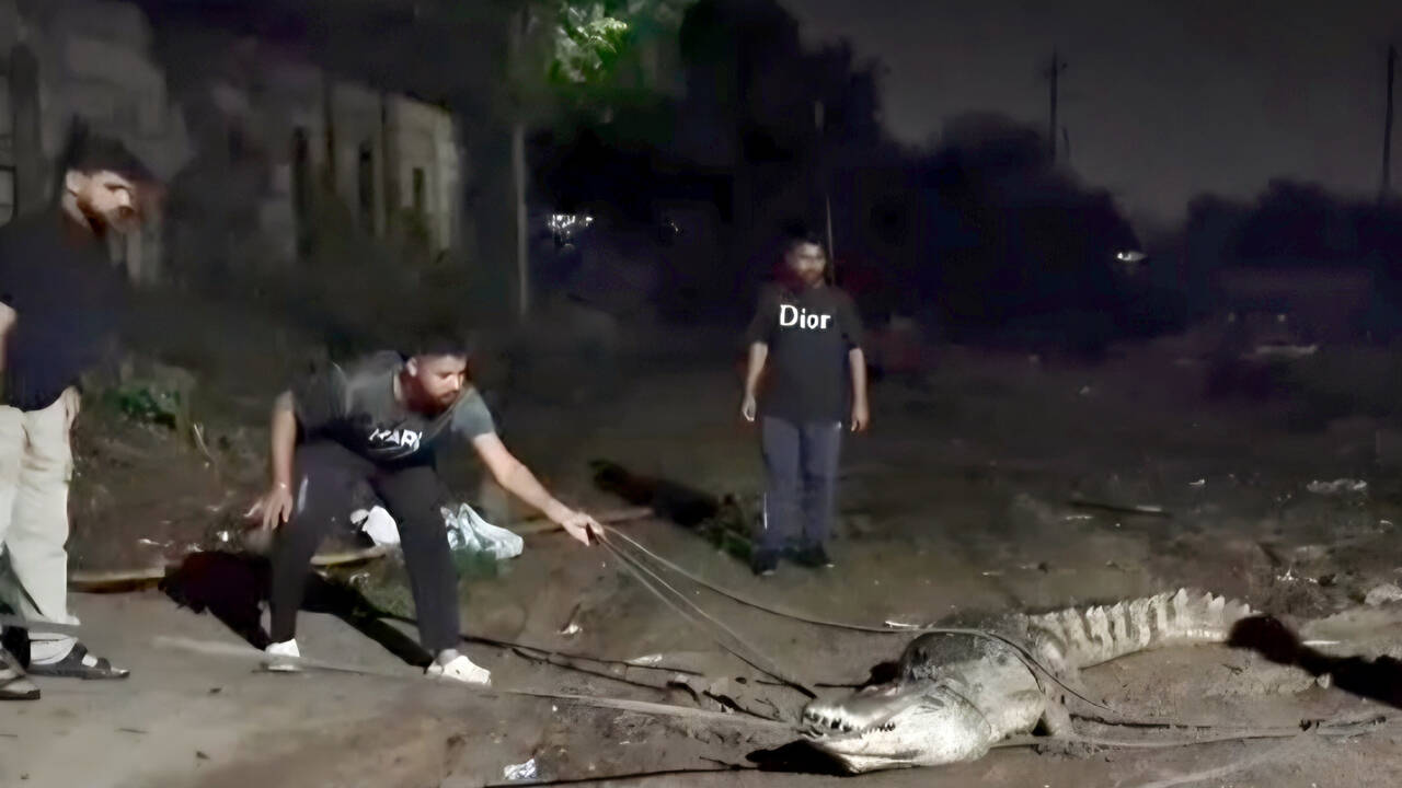 9-foot crocodile rescued at Vasna-Bhayli Road