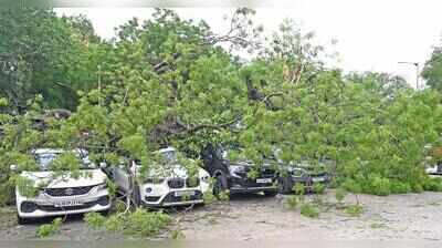 Close shave for hawker as tree falls, damages seven cars