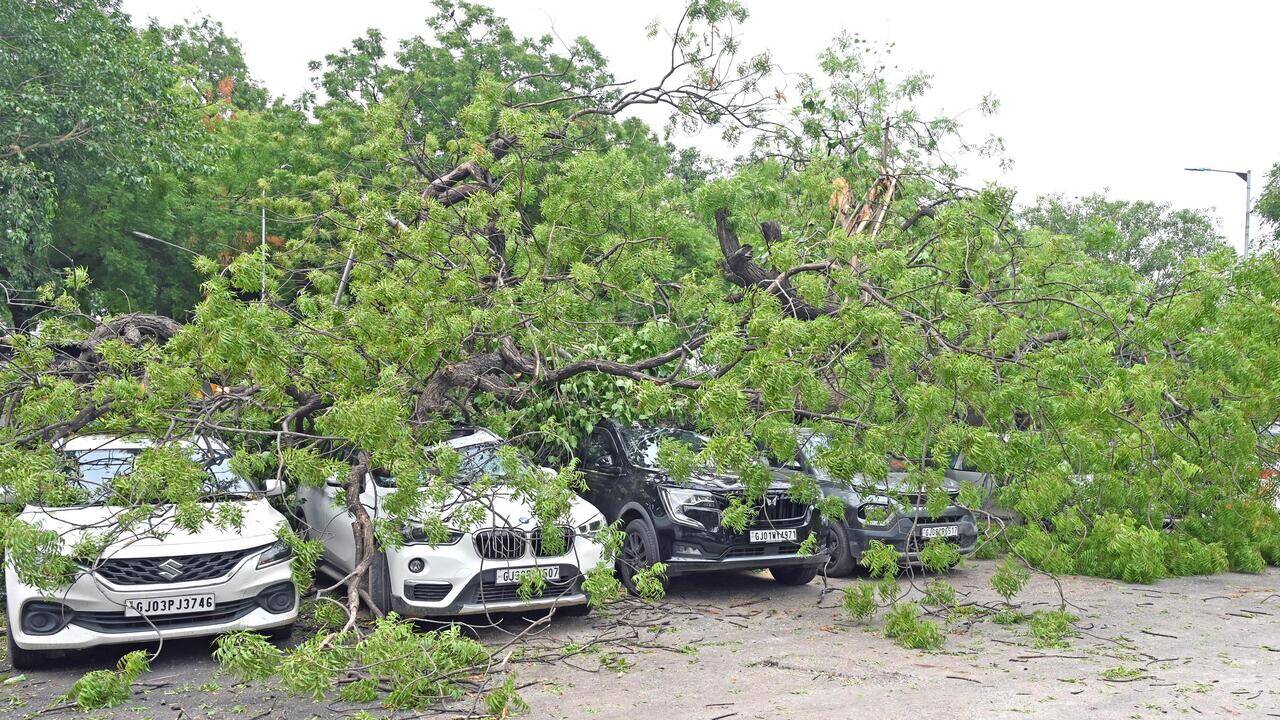 Close shave for hawker as tree falls, damages seven cars