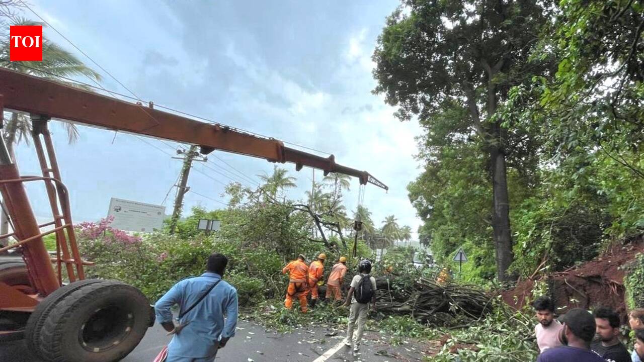 Senior citizen dies after tree crashes on him