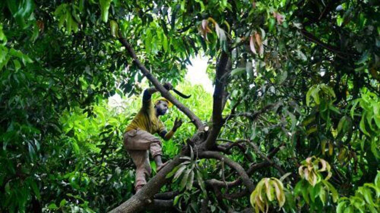 Biker suffers head injury after branch falls on him in Mumbai