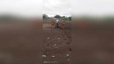  Latur farmer waits for skies to open up
