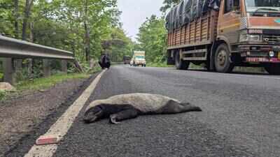 Honey badger killed on Chandrapur-Mul highway
