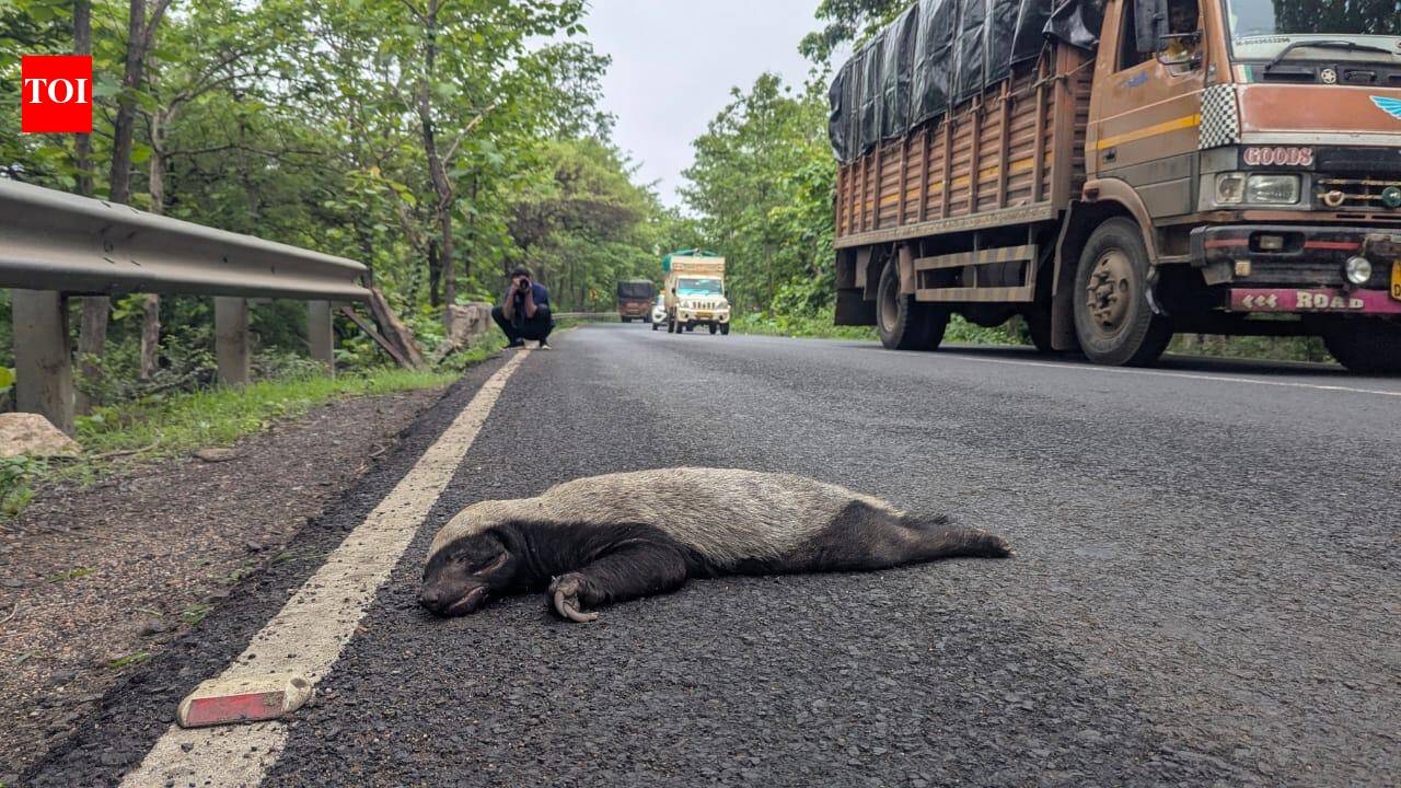 Honey badger killed on Chandrapur-Mul highway