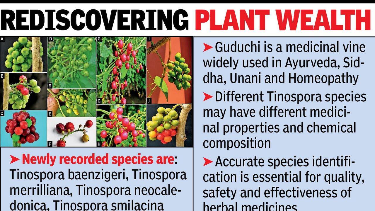 Bhandara surveys unearth 4 new medicinal herb species