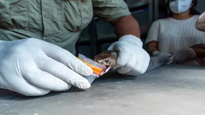 Snakebite deaths much rarer than estimated: ICMR study