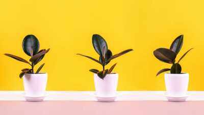 Same plant, different results? Here's why identical houseplants thrive in one home but struggle in another