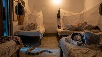 Snake bites 4 students in school hostel, 1 dies