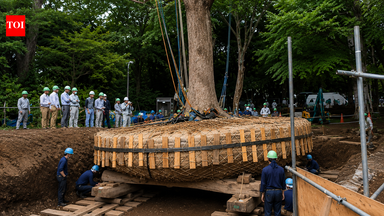 Japan does not cut down centuries-old trees for development. Instead, experts spend months preparing their roots and relocating them