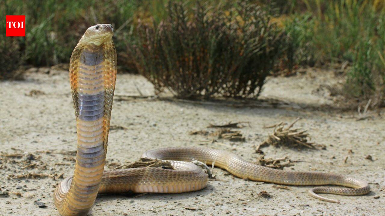Caspian Cobra: Characteristics, diet, venom and more about one of the most dangerous snakes found in India and Central Asia