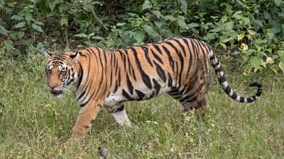 Cambodia wants to bring tigers back — here’s why many Cambodians don't want that