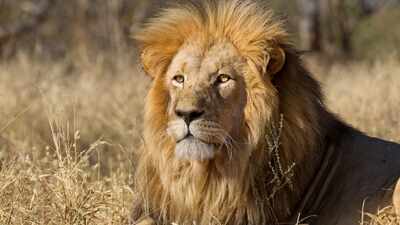 lions.jpg