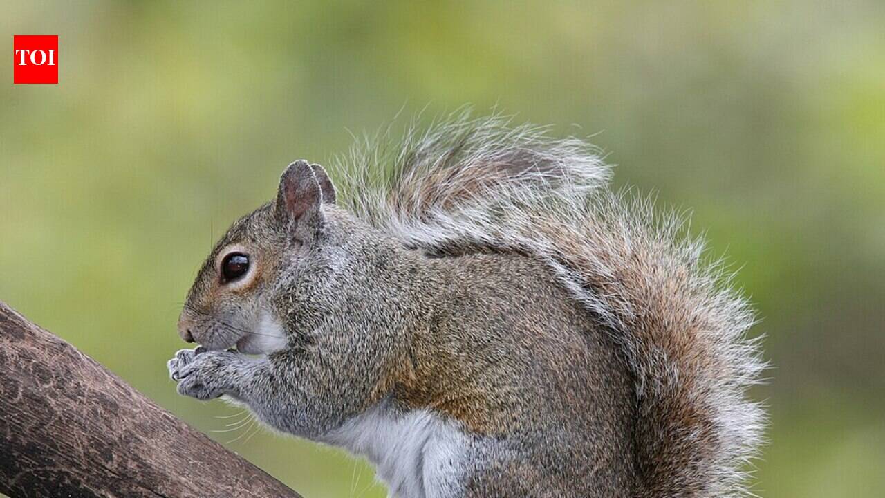 A virus carried harmlessly by grey squirrels is now killing Scotland's endangered red squirrels, and scientists say it has returned to a new population