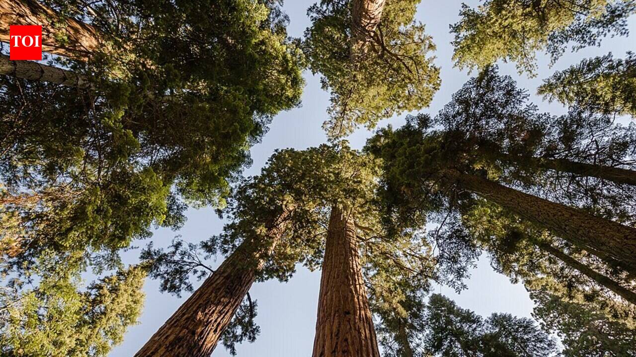 After a devastating famine, the Soviet Union planted 5,320 km of giant tree belts in 1948, hoping to transform the climate itself. Still, the world's largest forest-engineering experiment was largely abandoned after Stalin's death