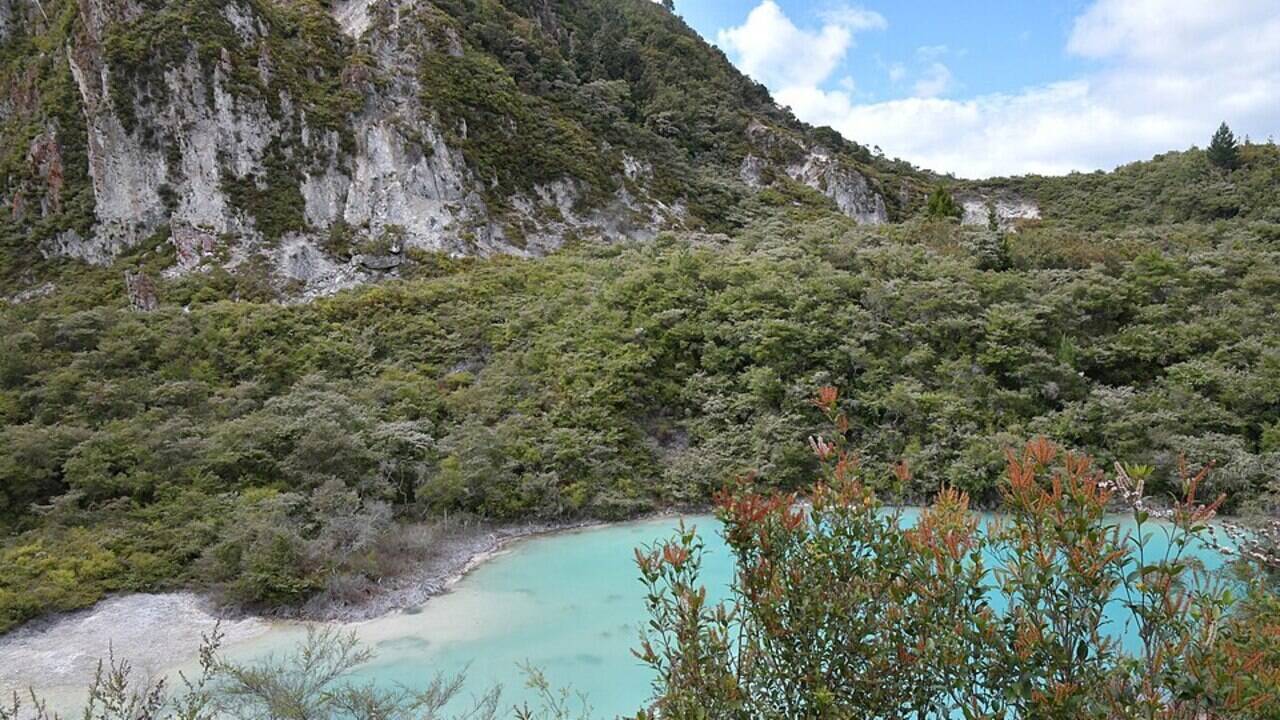 A New Zealand forestry village that lost most of its jobs after industry reforms could become the country's first integrated wood-processing hub, turning timber into biofuels, aviation fuel, and high-value chemicals
