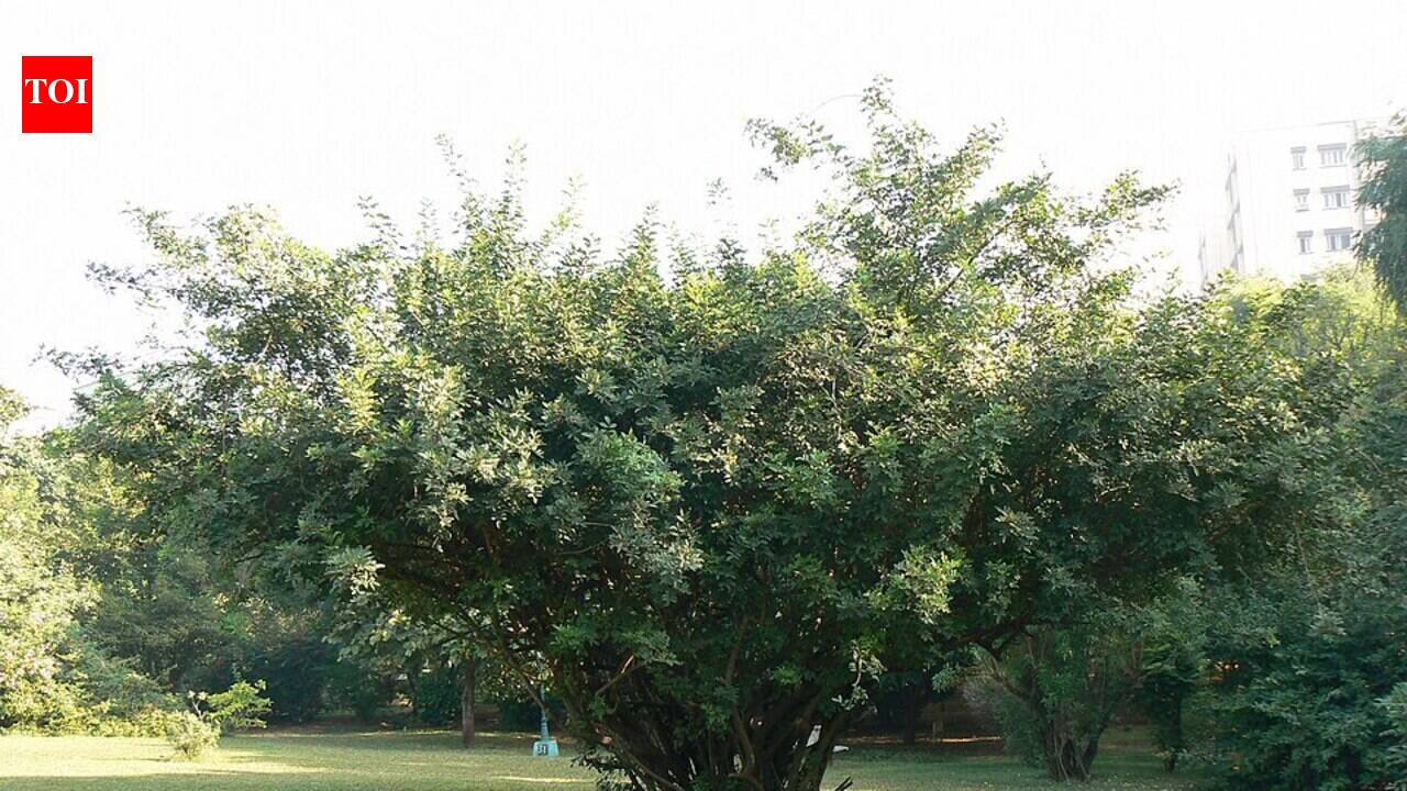 Florida imported Brazilian pepper from South America in the late 1800s to beautify gardens, but birds feasted on its bright red berries and spread it until dense forests smothered native wetlands and woodlands