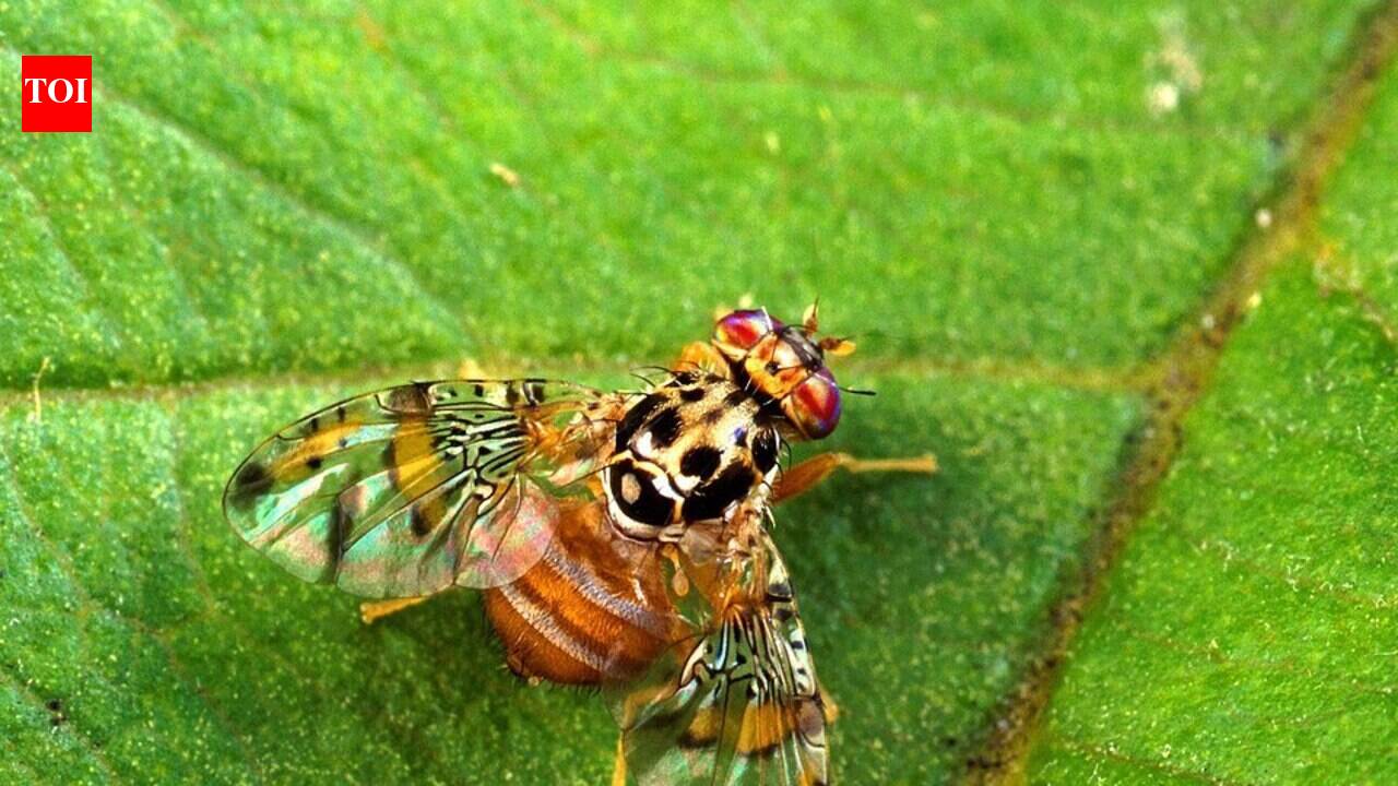 In 1980, California released more than 1.5 billion sterile Mediterranean fruit flies after an invasive outbreak threatened over 250 crops, eradicating the infestation before it could permanently invade California's orchards