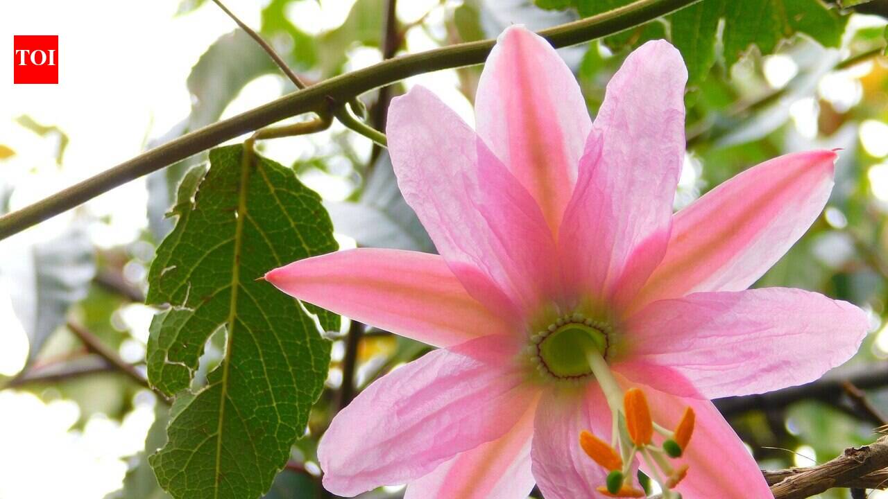 Hawaii introduced banana poka in the early 1900s for its edible fruit and ornamental flowers: Birds scattered their seeds, and it eventually climbed into rainforests, where it now smothers trees beneath dense curtains of vegetation