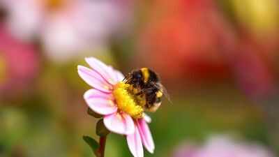 Bumblebees carry up to seven times more toxic metals than honeybees, even when feeding in the same fields; study finds