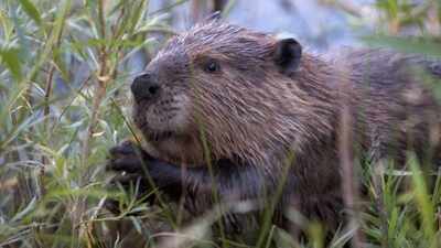 Argentina released just 20 Canadian beavers into Patagonia in 1946 to start a fur industry, but with no natural predators, they multiplied into tens of thousands, building thousands of dams that flooded entire valleys and killed millions of native trees