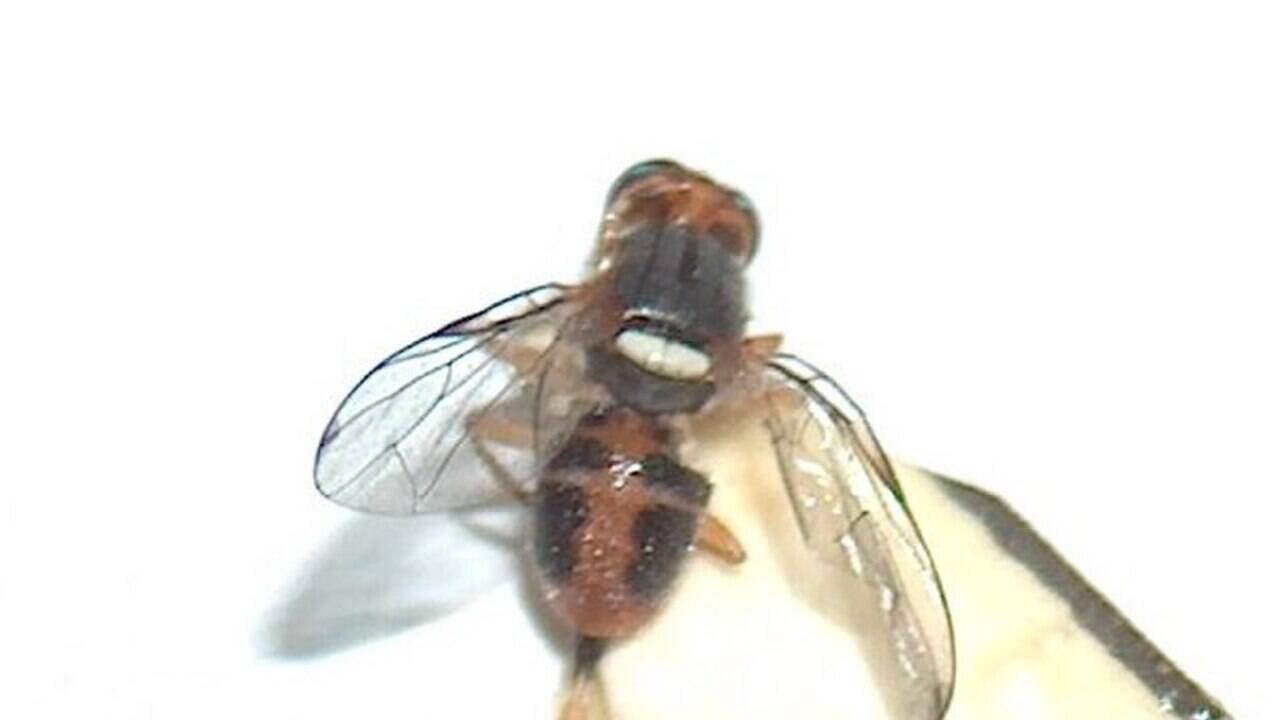 California accidentally introduced the olive fruit fly in 1998, and within five years, it had spread across every olive-growing region, forcing growers into permanent pest-control programs that transformed the state's olive industry.
