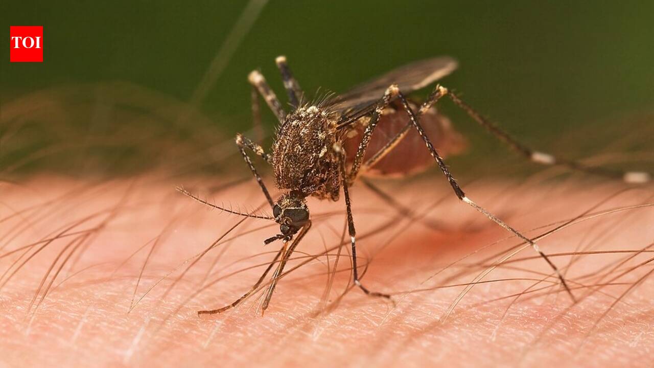 Hawaii's forests evolved for millions of years without mosquitoes, but after whaling ships introduced them in the early 1800s, they spread bird malaria to native honeycreepers that had no natural immunity, driving more than 30 species to extinction