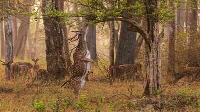 Hawaii released axis deer for recreational hunting in the 1860s, but with few predators, the animals multiplied into tens of thousands, stripping vegetation, damaging farms and accelerating erosion across Maui