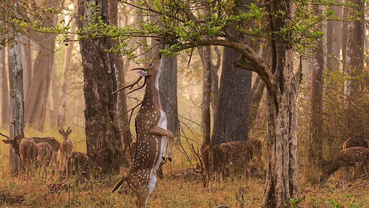 Hawaii released axis deer for recreational hunting in the 1860s, but with few predators, the animals multiplied into tens of thousands, stripping vegetation, damaging farms and accelerating erosion across Maui