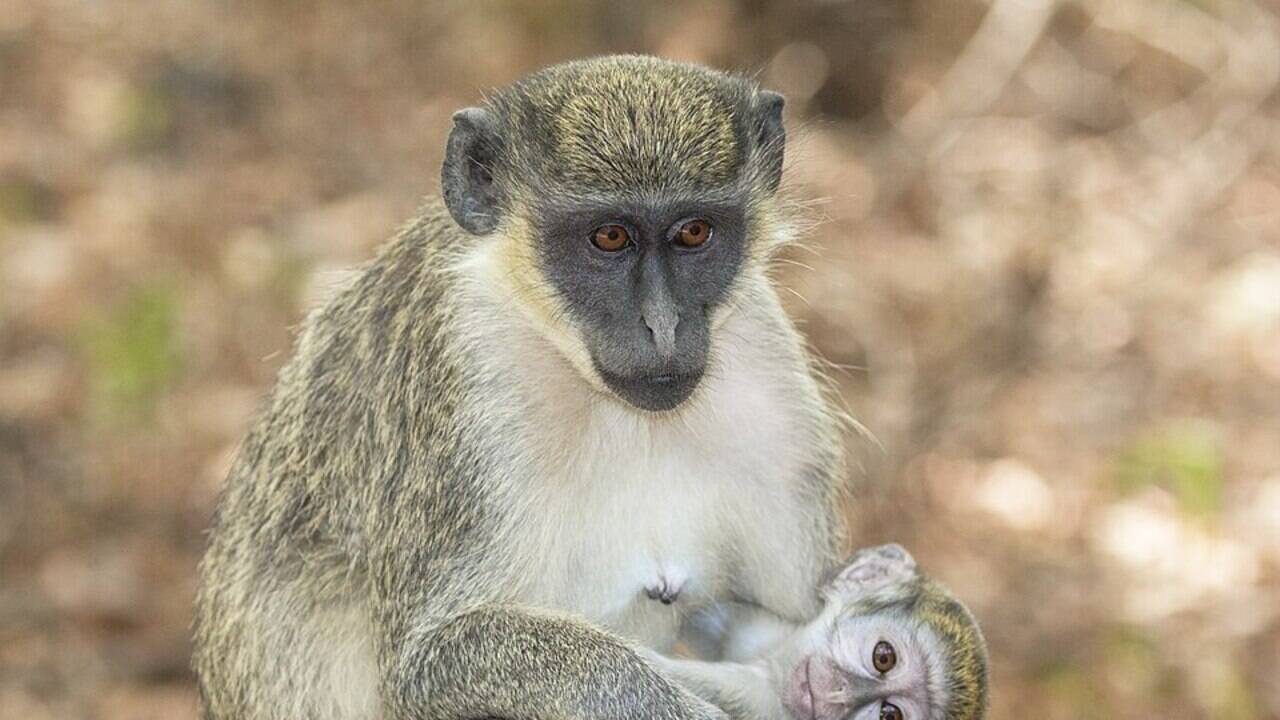 Green monkeys brought from West Africa as pets aboard slave ships during the 1600s escaped into the Caribbean, where they multiplied into thousands and now destroy millions of dollars' worth of crops every year